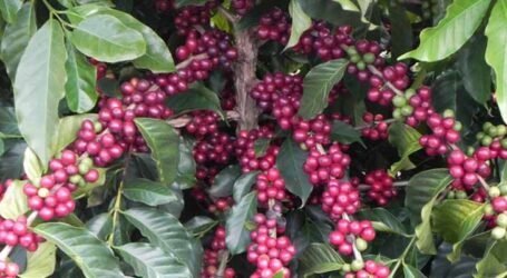 Estudo revela que restauração florestal em cafezais é viável economicamente