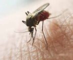 Malária afeta mais as gestantes, crianças e pessoas vulneráveis