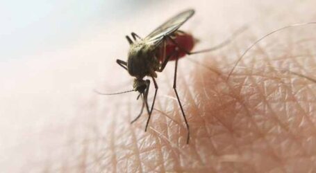 Orientações sobre prevenção, sintomas e tratamento da malária