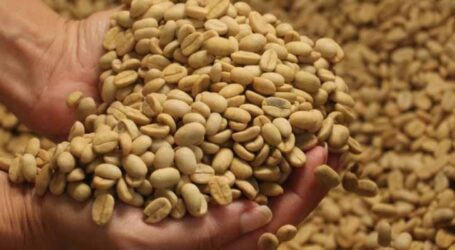 Epamig comercializa sementes de oito cultivares diferentes de café de alta qualidade