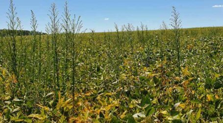 Pesquisa nacional mostra panorama da resistência de plantas daninhas a herbicidas