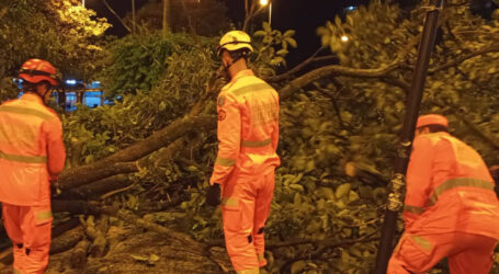 Chuva provoca queda de árvore na rede elétrica e mobiliza equipes em praça central de Pará de Minas