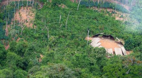 Desmatamento em áreas protegidas da Amazônia caiu 73% em 2023