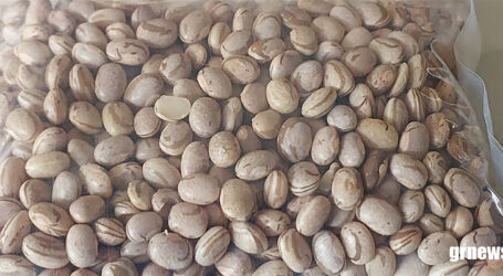 MG inicia doação de sementes de feijão para produtores afetados pela seca