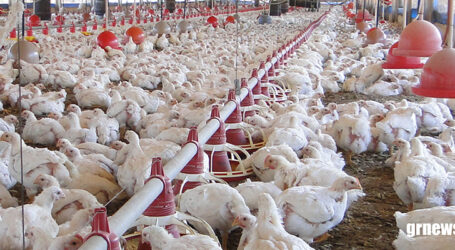 Produção avícola nacional é testada para garantir ausência de doenças; MG tem 139 propriedades selecionadas