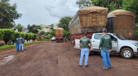 Operações em Pará de Minas e outras regiões combatem desmatamento e comércio ilegal de carvão no estado