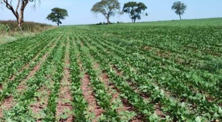 Defesa vegetal: como o vazio sanitário do feijão protege lavouras e a economia de Minas