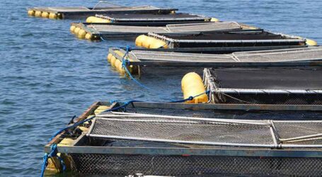 FAO lança ferramenta inovadora na aquicultura de adaptação para as mudanças climáticas