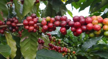 Certifica Minas Café garante a qualidade da produção de mais de 900 propriedades da cafeicultura mineira