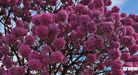 GRNEWS TV: Ipês floridos enfeitam Pará de Minas e a beleza das árvores encanta a população