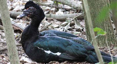 Confirmado em Pará de Minas foco de gripe aviária de baixa patogenicidade em pato de vida livre