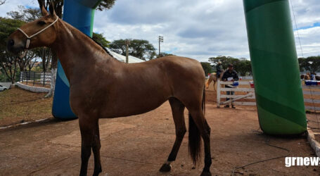 Exposição Especializada do Cavalo Campolina movimenta o Chicão em Pará de Minas com animais de altíssimo nível