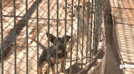 GRNEWS TV: Campanha de vacinação contra a raiva animal em cães e gatos continua em Pará de Minas