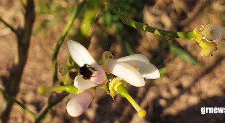 GRNEWS TV: Polinizadoras essenciais – o papel das abelhas na agricultura familiar e os desafios enfrentados