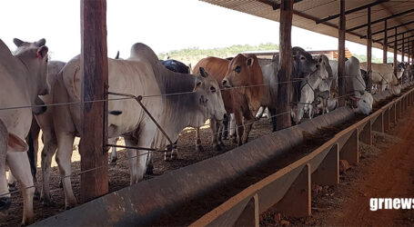 Cochos automatizados ajudarão nas pesquisas da Epamig em bovinocultura
