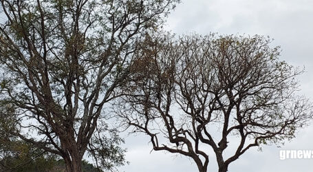 Plataforma utiliza IA para identificar áreas prioritárias para restauração florestal