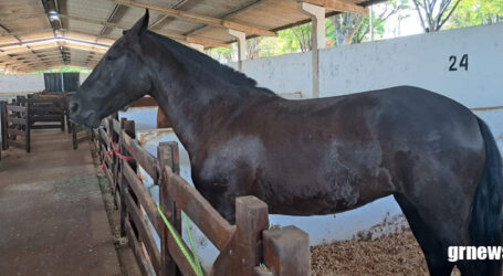 GRNEWS TV: Chicão sedia 26ª Exposição Especializada do Cavalo Mangalarga Marchador com 150 animais de altíssimo nível