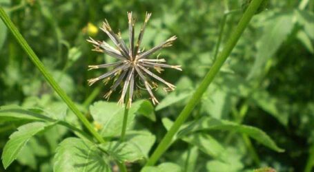 Planta daninha picão-preto é resistente ao herbicida glifosato no Brasil