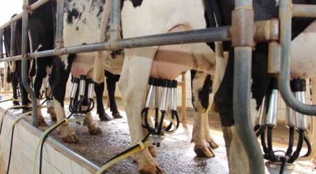 Ministério da Fazenda remaneja R$ 707 milhões em crédito para ajudar produtores de leite