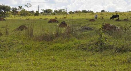 Estudo mostrará o uso potencial das pastagens do Brasil para a agropecuária