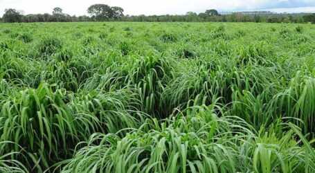 Nova cultivar de capim-andropogon tem maior produtividade em áreas de baixa fertilidade