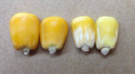 Pesquisa revela variedades de milho com alta produtividade e mais resistentes a fumonisinas