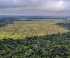 Governo Federal lança edital para selecionar entidades e combater o desmatamento na Amazônia