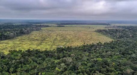 Desmatamento na Amazônia caiu 60% em janeiro deste ano