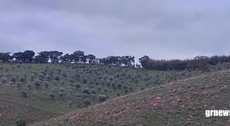 Produtores da Serra da Mantiqueira em MG se preparam para a safra das oliveiras