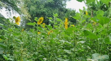 Consórcio de adubos verdes amplia recursos florais na meliponicultura agroecológica