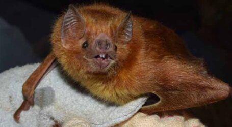 São Paulo confirma quarto caso de morcego com vírus da raiva