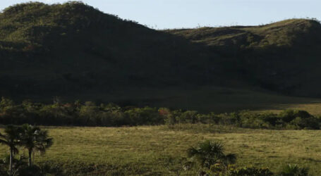 Brasil tem mais de 15 milhões de hectares de imóveis rurais que se sobrepõem a florestas