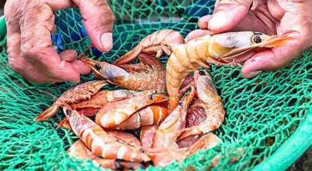 Período de defeso veta caça, coleta e pesca de cinco espécies de camarão nas regiões Sudeste e Sul do Brasil