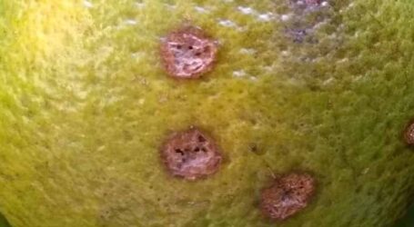 IMA alerta produtores de frutas sobre praga que afeta plantações de limão, laranja e tangerina