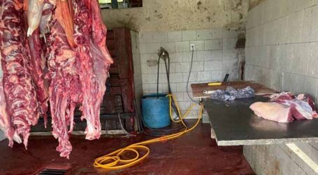 Polícia de Meio Ambiente localiza abate clandestino de suínos e bovinos em Antunes; um foi preso e aplicada multa de R$ 237 mil