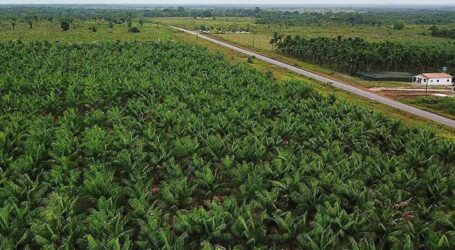 Cultivo do Açaí ganha seu primeiro Zoneamento Agrícola de Risco Climático