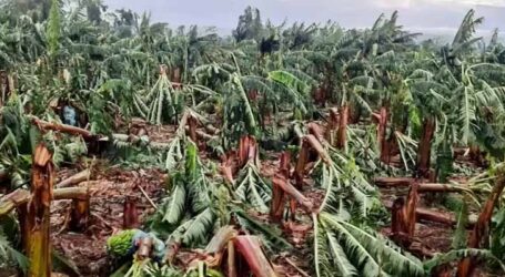 Ventania destruiu plantações de banana na região do Vale do Ribeira