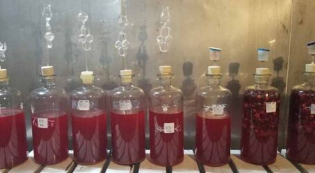 Pesquisadores desenvolvem bebida alcoólica fermentada de acerola