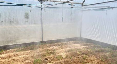 Câmaras térmicas fornecerão materiais de plantio de mandioca mais produtivos e sadios
