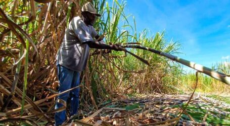 Cana-de-açúcar impulsionou geração de empregos no agronegócio mineiro