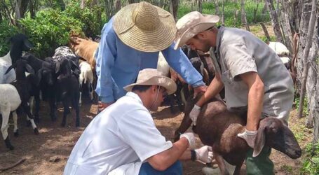 Pesquisa valida vacina contra verminose que afeta caprinos e ovinos no Brasil