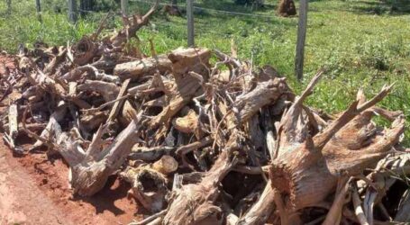 Fiscalização combate desmatamento e captação irregular de água no Sul de Minas