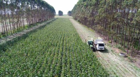 Brasil tem 28 milhões de hectares de pastagens degradadas com potencial para expansão agrícola