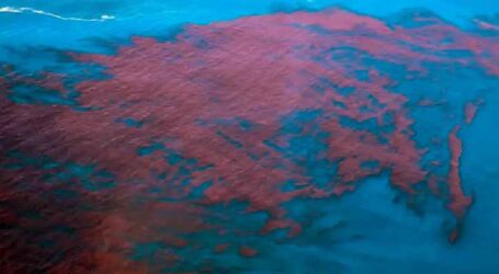 Alagoas e Pernambuco têm mais de 400 casos de intoxicação da maré vermelha