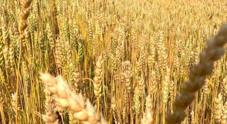 Pesquisas sobre cultivar de trigo para silagem apresentam resultados promissores em MG