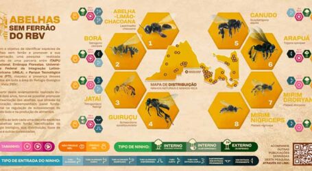 Identificadas oito espécies de abelhas-sem-ferrão em refúgio biológico no Paraná