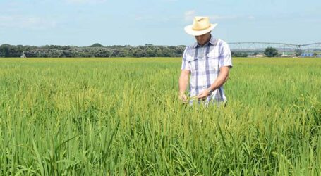Produção de arroz de terras altas no Cerrado pode complementar o abastecimento no Brasil
