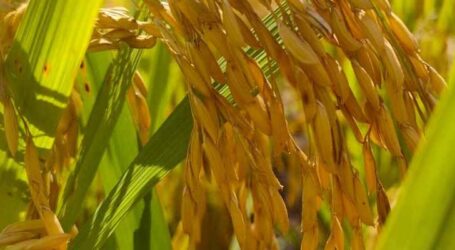 Encontro tecnológico em MG terá pré-lançamento de nova cultivar de arroz de terras altas