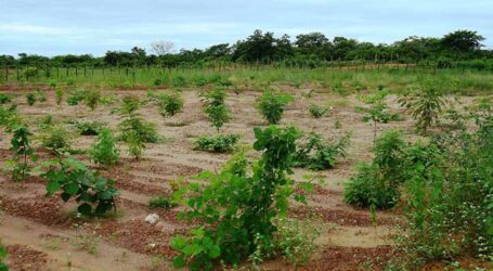 Sistemas integrados de produção aumentam estoque de matéria orgânica em solos da Caatinga