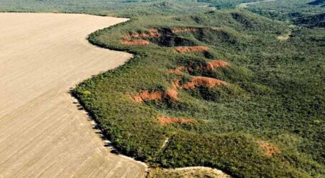 Alertas de desmatamento no Cerrado brasileiro aumentaram 19% em fevereiro